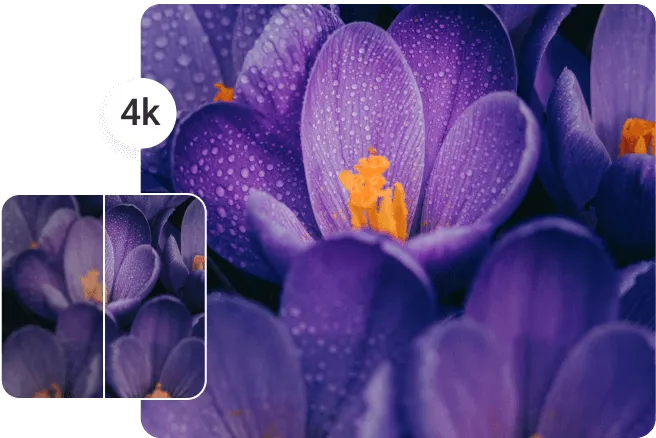 Mejorar la calidad de una imagen de flor morada de baja resolución